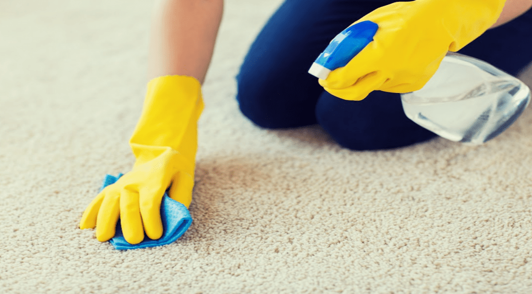 Revitalize Your Home with Expert Carpet Cleaning in Tampa FL